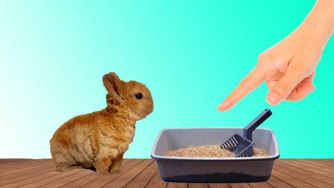 Как приучить кролика к лотку в квартире и клетке и научить ходить в одно место