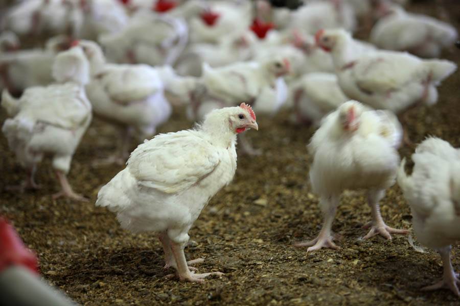 Кокцидиоз птиц: симптомы протекания у кур, цыплят и бройлеров и лечение в домашних условиях