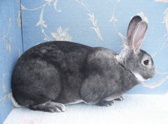 Кролик рекс: описание породы, характеристика