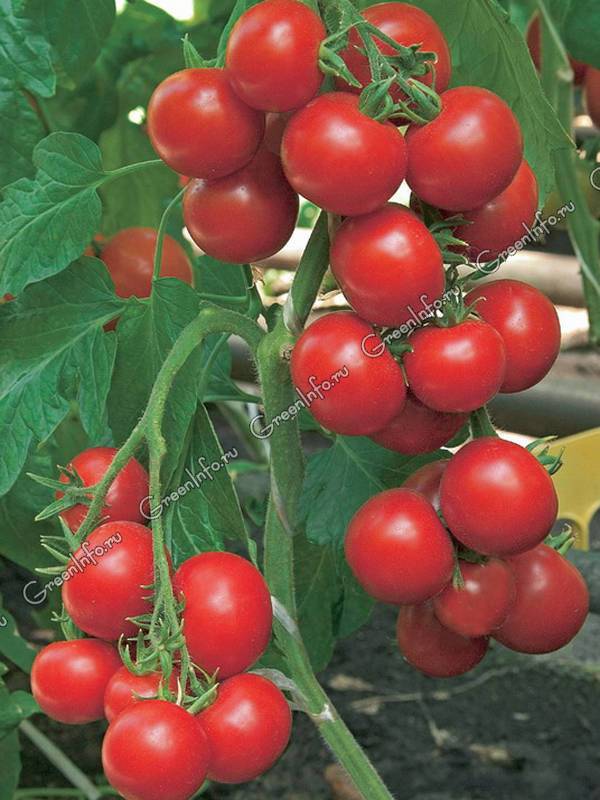 Высокоурожайный томат интуиция: характеристика сорта, особенности выращивания и борьбы с вредителями