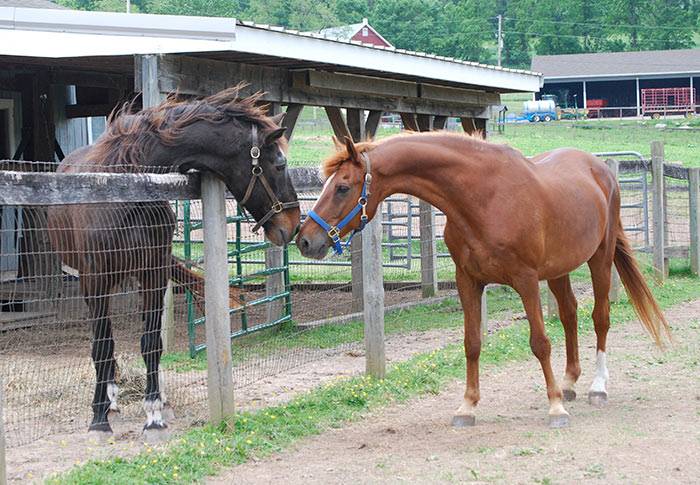 Разведение лошадей как бизнес в домашних условиях: план выращивания породистых лошадей