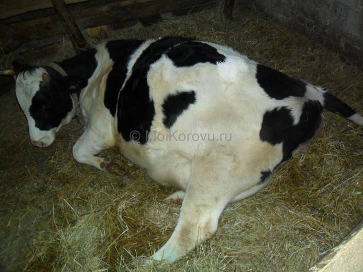 Кормление крс | как кормить корову, чтобы улучшить показатель упитанности или конституции тела