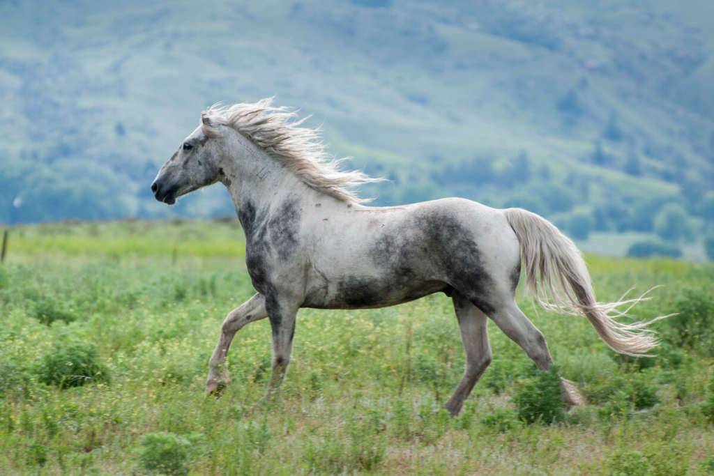 Дикая лошадь мустанг: как выглядит, история, среда обитания и образ жизни