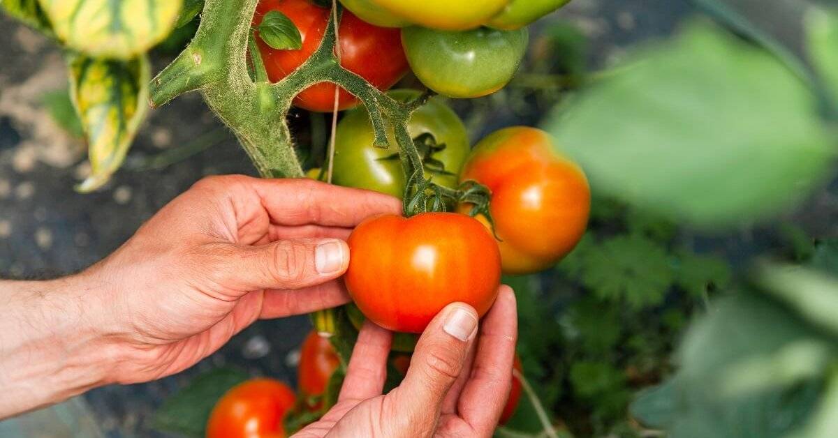 Когда подкормить томаты в июле 2021, благоприятные дни для прикормки, чем подкормить помидоры в жару