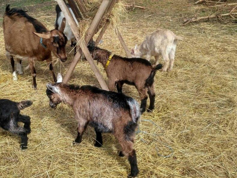 Секреты и новшества в разведении домашних коз