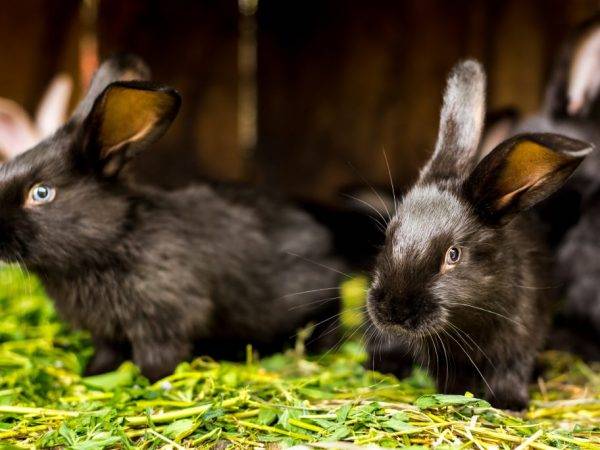 Особенности разведения черно-бурых кроликов