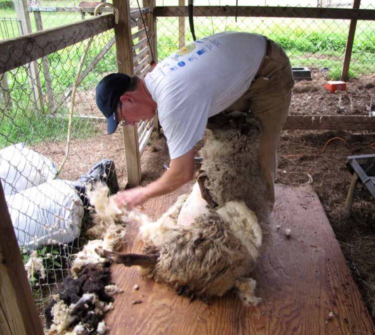 Как стричь овец в домашних условиях: ручной и машинный метод