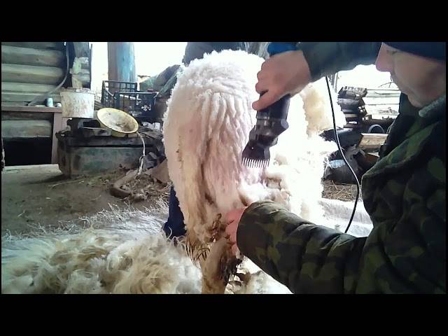 Когда и как правильно стричь овец, пошаговая инструкция и что использовать