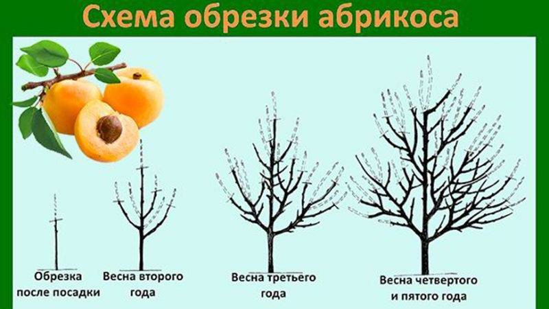 Обрезка абрикоса летом схема