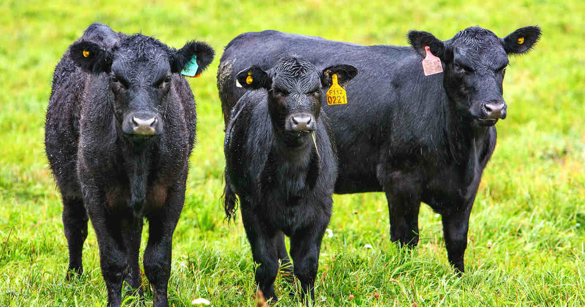 Абердин-ангусская порода коров - а может быть есть породы лучше?