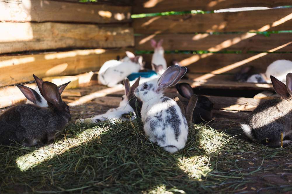 Кролики на даче: с чего начать, как содержать и выращивать