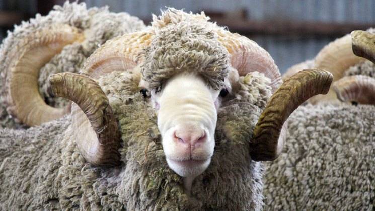 Порода овец меринос: фото, что за животное, характеристика, происхождение