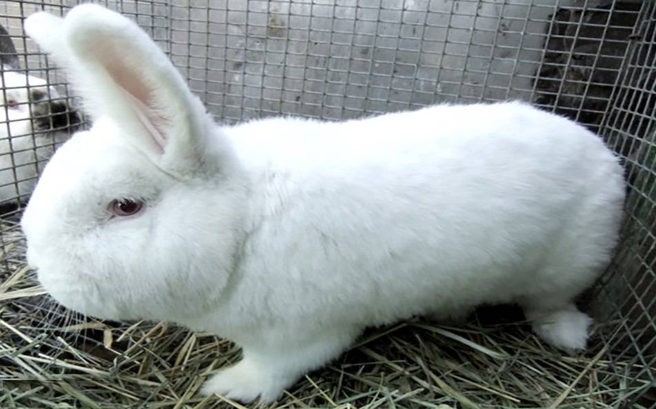 Новозеландский кролик — внешний вид, продуктивные качества и способ выращивания