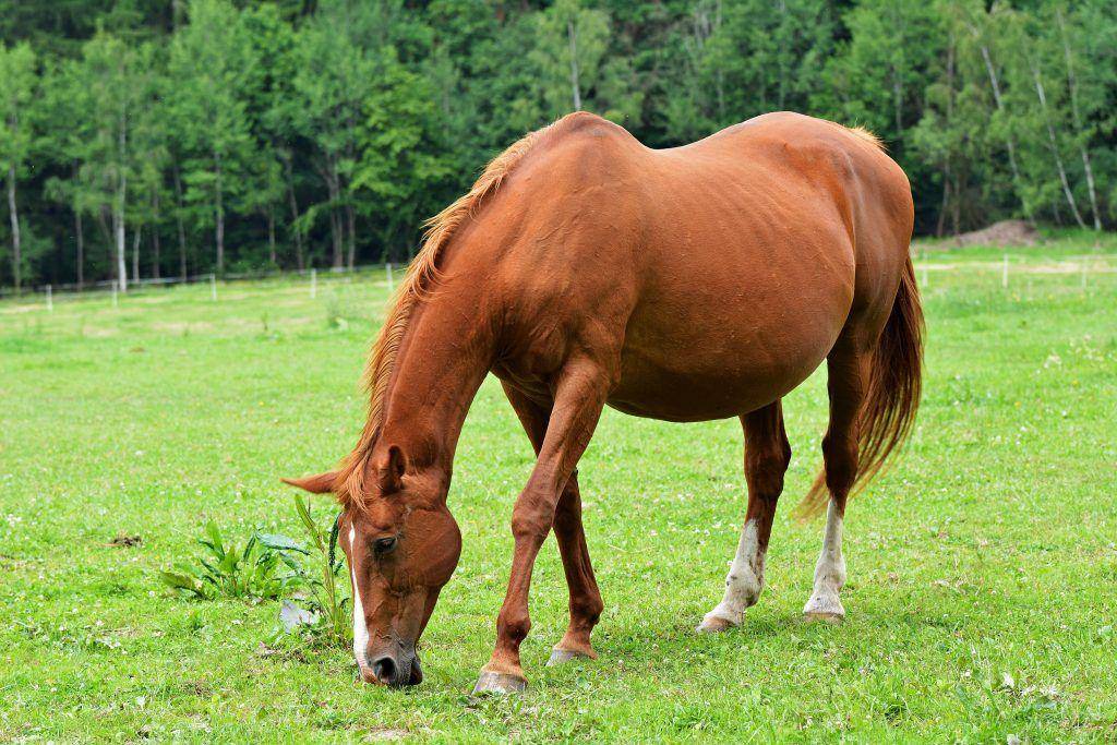 Беременность у лошади — особенности и ключевые моменты