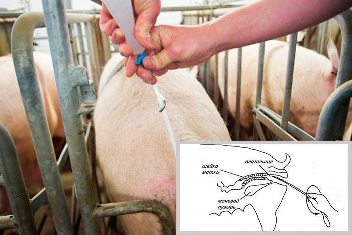 Техника размножения свиней | cельхозпортал
