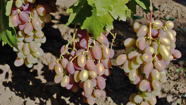 Виноград юбилей новочеркасска: описание сорта, фото, отзывы