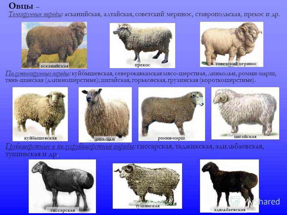 ✅ породы тонкорунных овец: описание, характеристика, разновидности, содержание и уход - tehnoyug.com