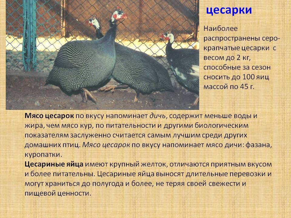 Северокавказские индюки: описание и разновидности пород