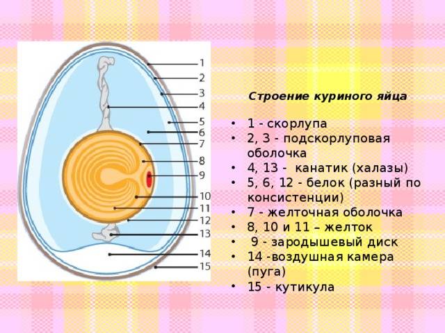 Калорийность яйцо куриное (сырое). химический состав и пищевая ценность.