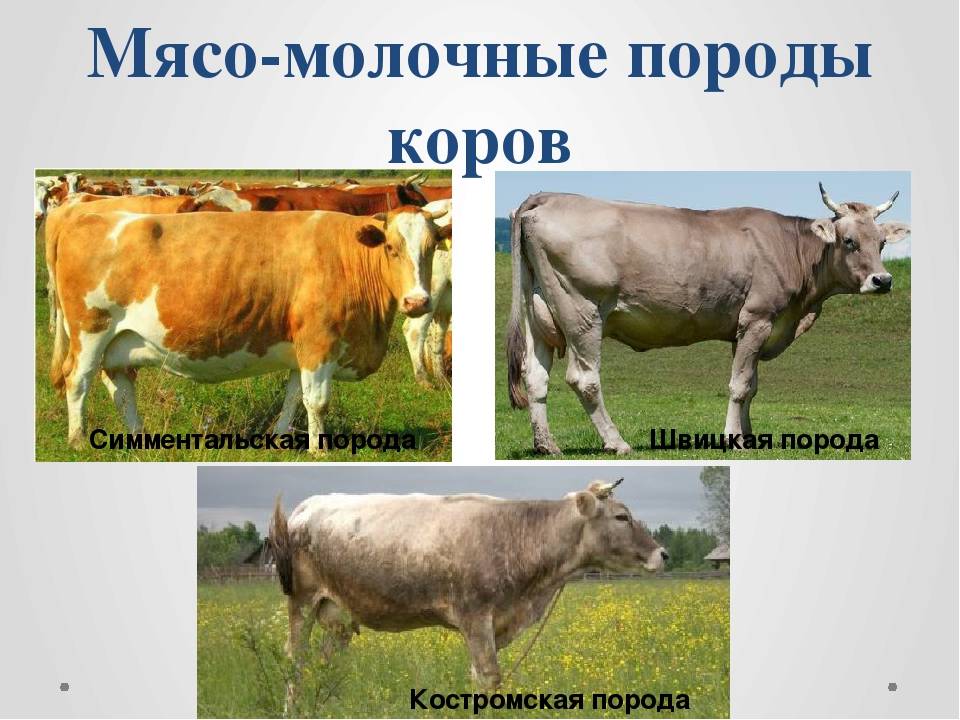 Голштинская порода коров: [описание породы, фото, уход, преимущества и недостатки]