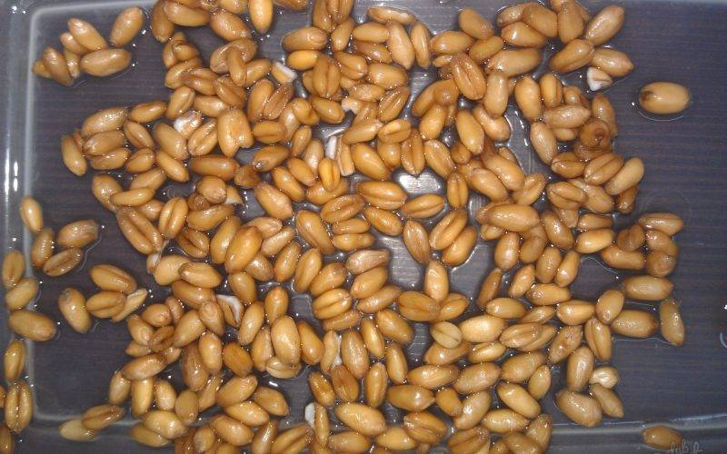 Как правильно прорастить пшеницу для кур и другое зерно в домашних условиях