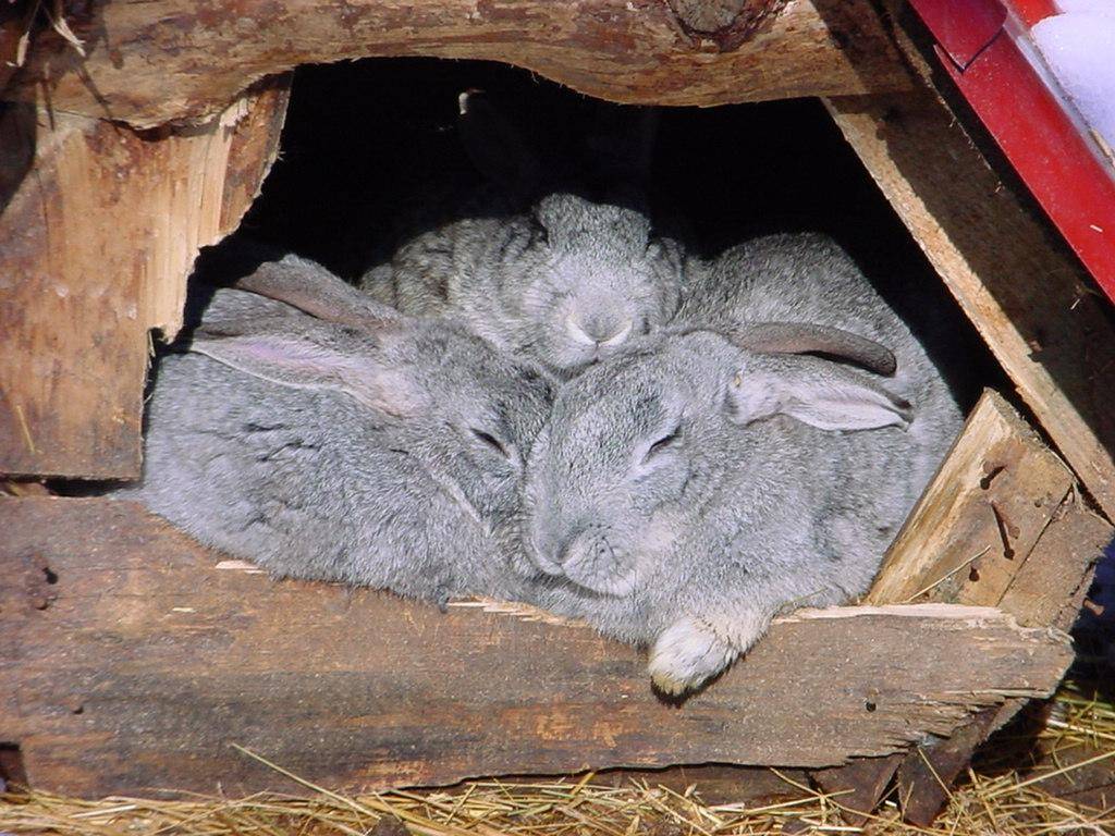 Сколько часов спит кролик. декоративные кролики