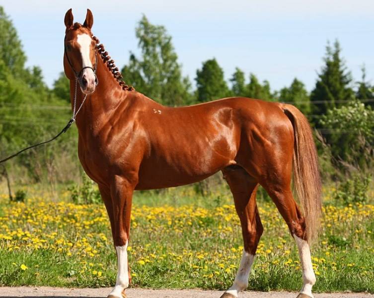 Тракененская порода лошадей — история происхождения и характеристики