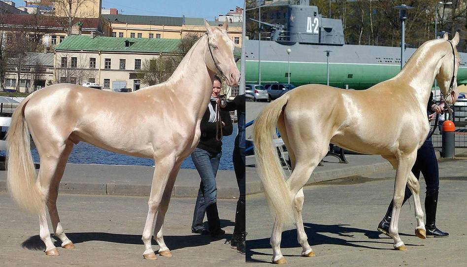 Изабелловая масть лошади: описание цвета
