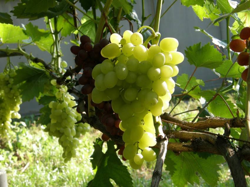 Виноград аркадия: описание сорта, фото, характеристики, отзывы