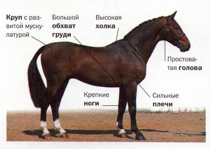 Стати лошадей: особенности строение головы и тела