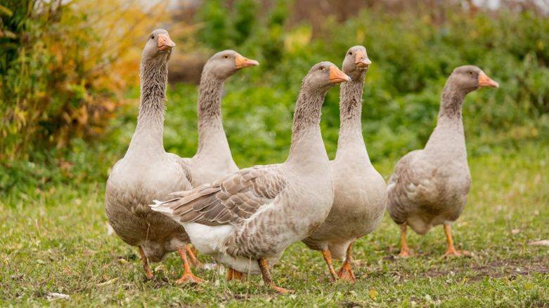 Породы домашних гусей : разведение и откорм гусей