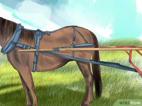 Как запрягать лошадь: излагаем суть