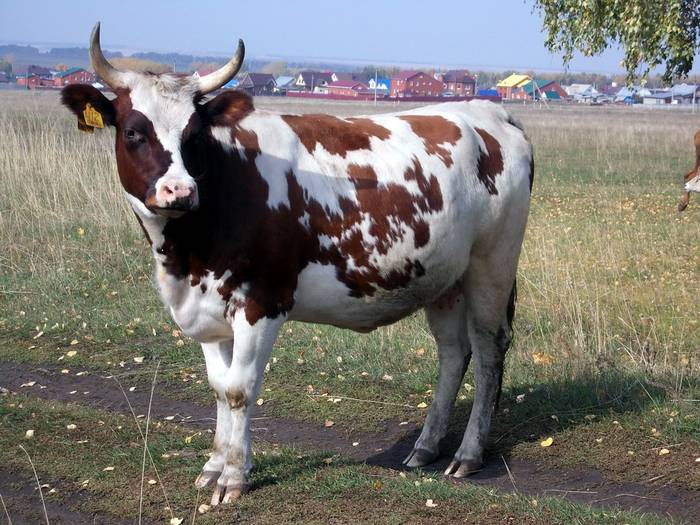 Описание экстерьера и продуктивности Айрширской породы коров