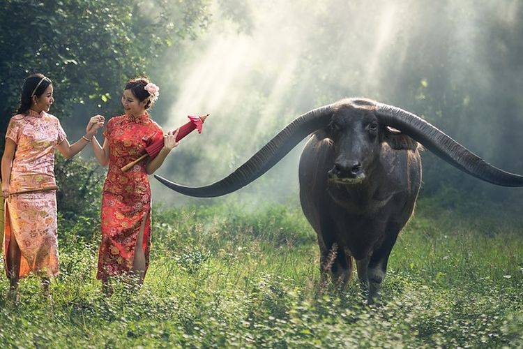 Описание и места распространения Индийских буйволов, их образ жизни
