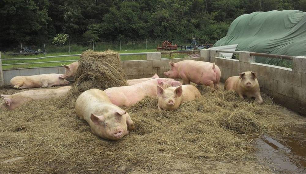 Свиноводство: разведение свиней как бизнес в 2021 году