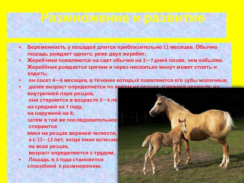 Как рожают лошади