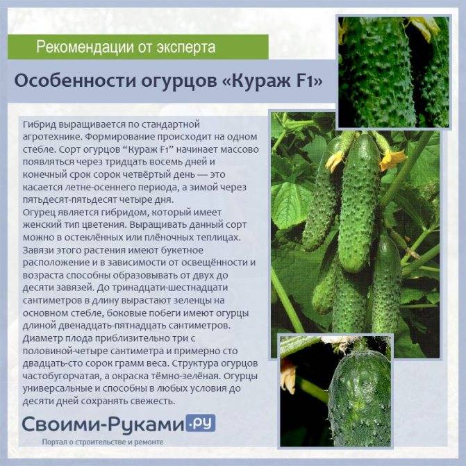 Кураж (огурец): описание сорта, выращивание и отзывы :: syl.ru