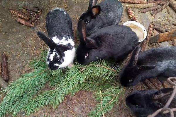 Какие ветки можно давать кроликам, а какие нельзя?