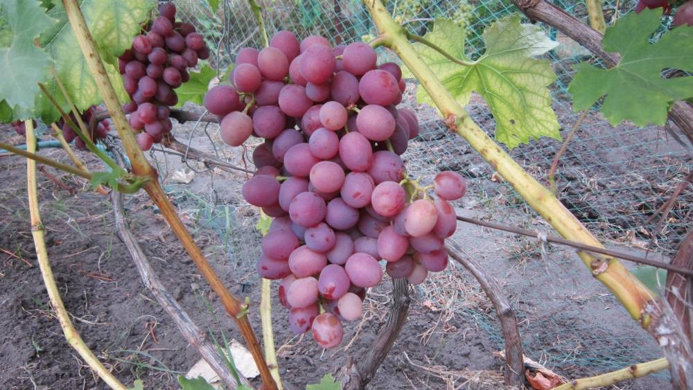 Виноград ливия: описание сорта, характеристика, фото, отзывы