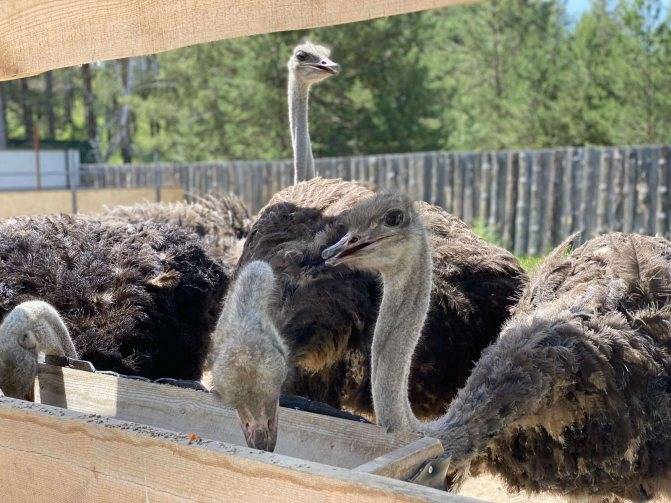 Какие породы страусов подходят для разведения в домашних условиях