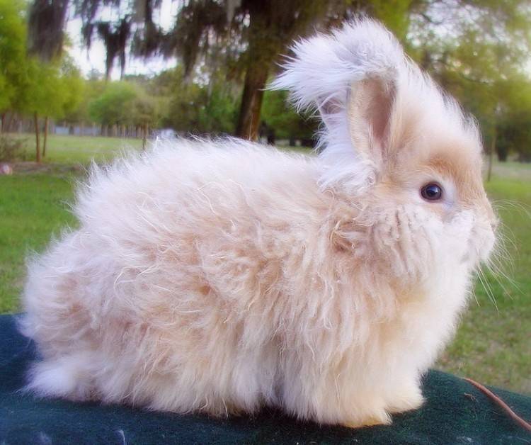 Ангорская порода кроликов: виды, особенности, фото
