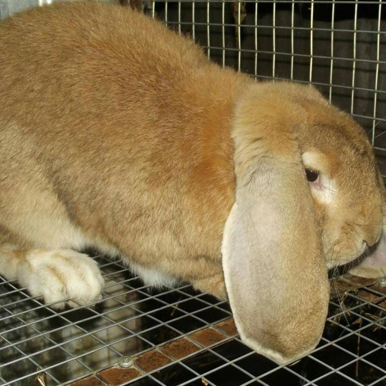 Сколько лет живут кролики в домашних условиях обычные и декоративные?