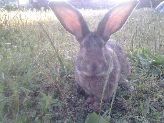 Кролик ризен (risen) — описание породы и ее разведения