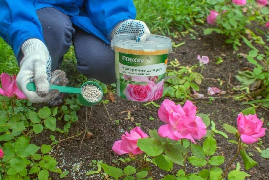 Уход за розами в начале весны + советы цветоводов | сайт о саде, даче и комнатных растениях.
