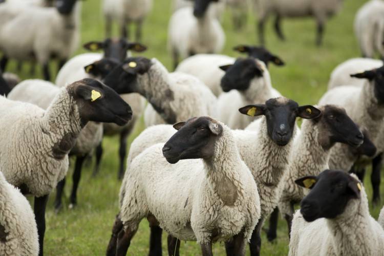 Романовские овцы - определение племенной породы и советы по выбору овцы (95 фото)