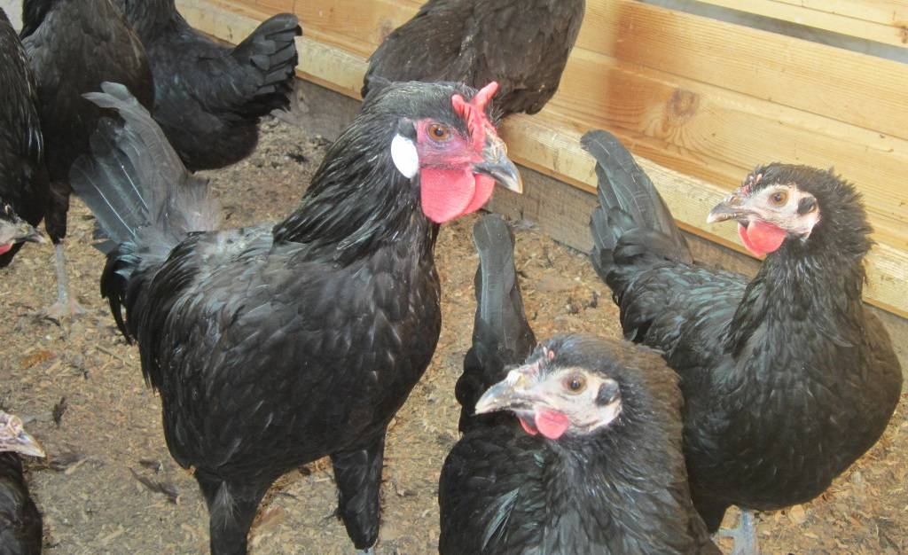 Московская черная порода кур: описание характеристик, фото