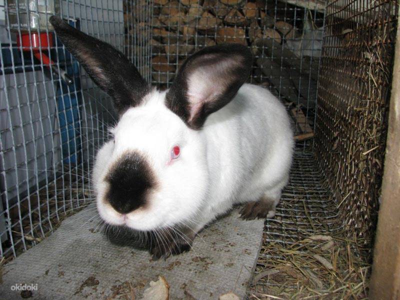 Кролики калифорнийской породы: описание, разведение и уход