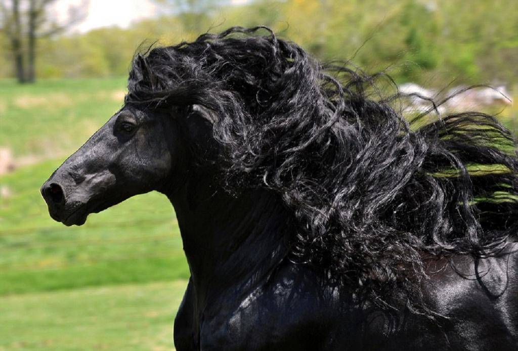 Самые красивые лошади в мире: редкие породы (60 фото) | krasota.ru