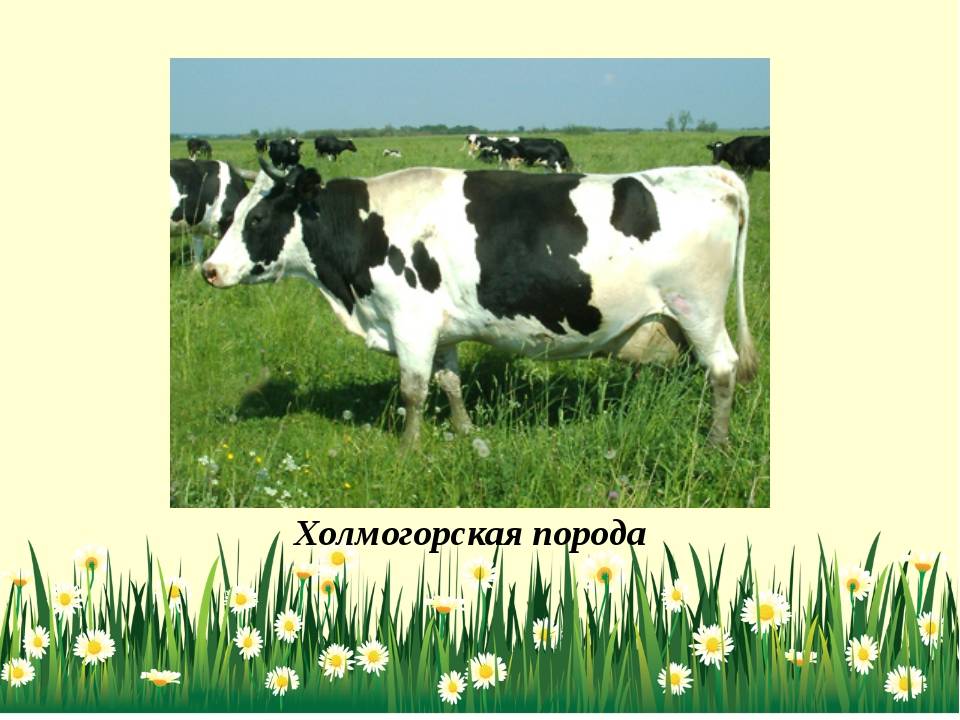 Холмогорская порода коров | фазенда рф