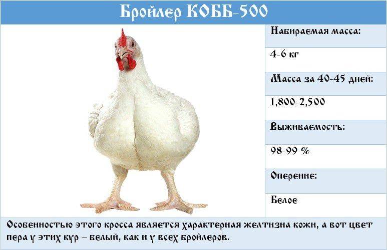 Вес цыплят бройлеров: таблица веса, нормы